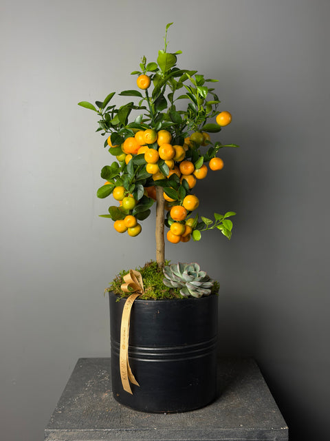 Citrus